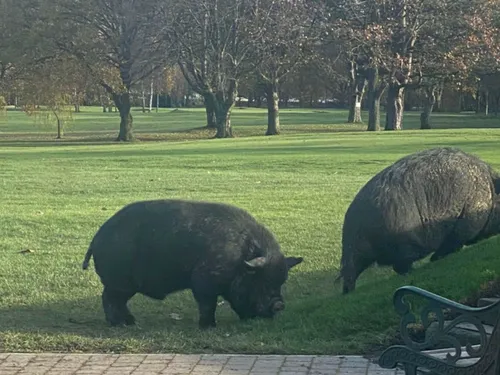 Deux énormes cochons envahissent un golf ! (Photos)